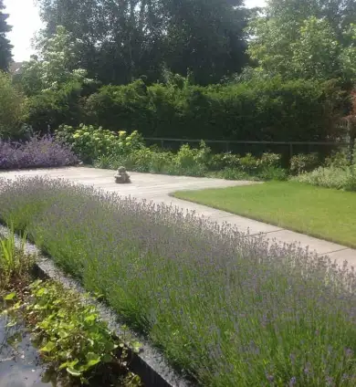 images/olpen/3 lavendul past goed in een strakke tuin. tuinontwerpen met kracht tilburg brabant hovenier-390x424-c95