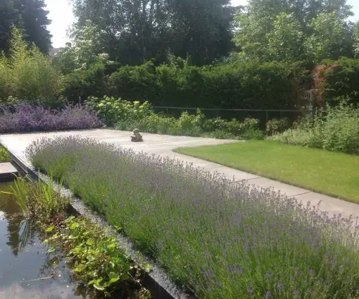 images/olpen/3 lavendul past goed in een strakke tuin. tuinontwerpen met kracht tilburg brabant hovenier-510x424-bf8