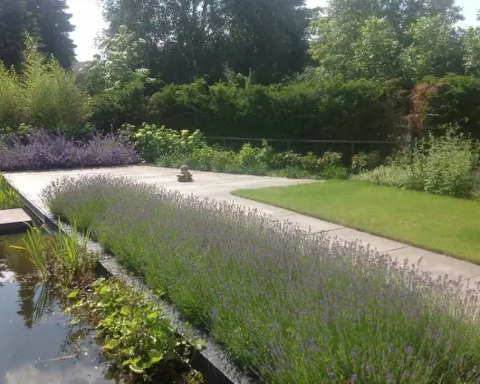 images/olpen/3 lavendul past goed in een strakke tuin. tuinontwerpen met kracht tilburg brabant hovenier-530x424-d9c