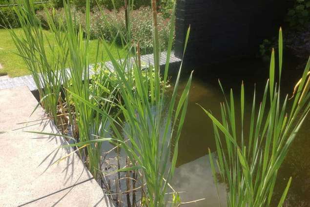 waterplanten in een vijver ,welke soorten pas  ik toe, vijver laten aanlegen met rubbervijverfolie. maak een degelijk kant ,opsluiting voor een strakke vijver