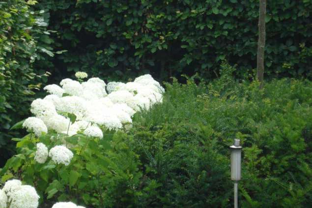 witte hortensia in een achtertuin in de blaak tilburg hovenier