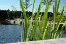 een niervormige vijver in waspik,  aangelgd door  a van spelde hoveniers met zwevende stapstenen in het water