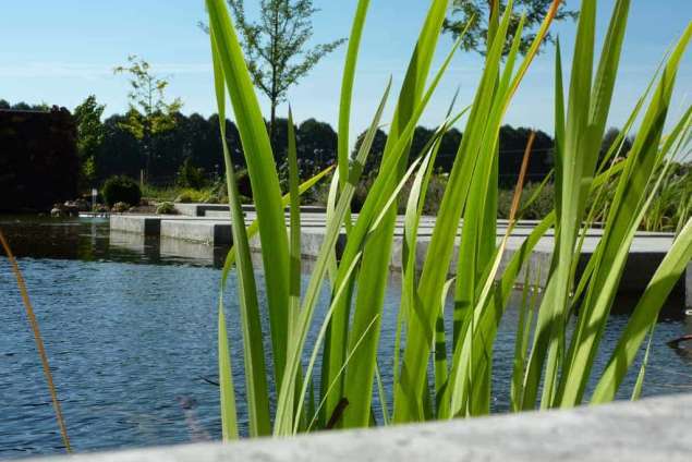 waterplanten in vijver in waspik door a van spelde hovenier tilburg