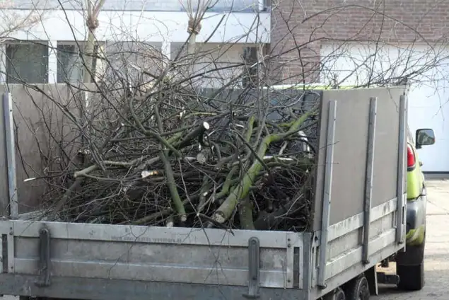 images/snoeien en knotten van een lindenboom in eindhoven geldrop boxtel liempde veghel nijmgen-635x424-1d3