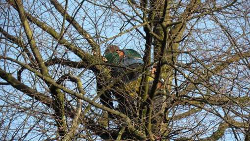 verwijderen scheurende takken waterlot reactie hout rot hout onderhouds snoei loofbomen in brabant tilburg eindhoven vught breda frans knotten