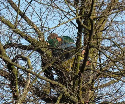 images/snoeien en rooien van  een lindeboom vught rijen udenhout oisterwijk chaam denbosch-510x424-8ef