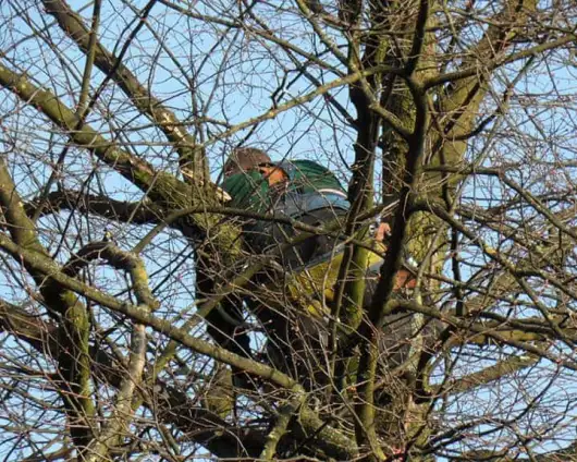images/snoeien en rooien van  een lindeboom vught rijen udenhout oisterwijk chaam denbosch-530x424-a9d