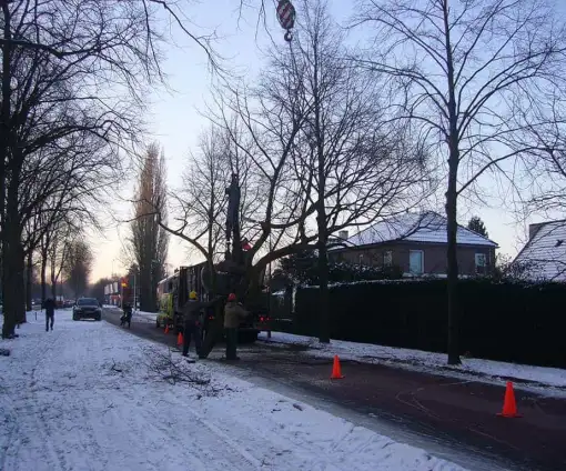 images/snoeien kandalaberen van popilierenbomen-510x424-8ef