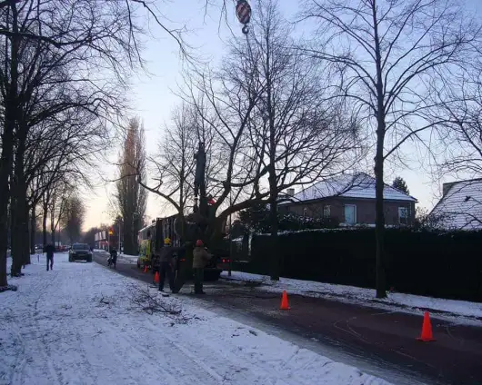 images/snoeien kandalaberen van popilierenbomen-530x424-a9d