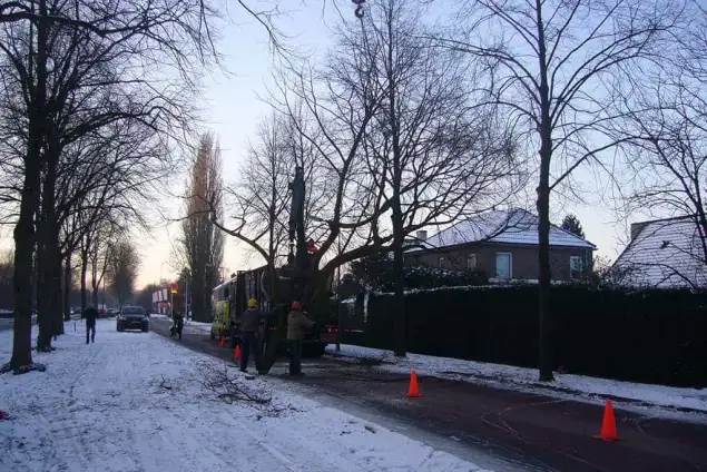 images/snoeien kandalaberen van popilierenbomen-635x424-1d3