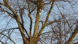 deze linden boom bestaat uit 3 hoofdtakken en is een beschermd monument in tilburg. de boom is ruim 20 jaar gelden zeer zwaar geknot