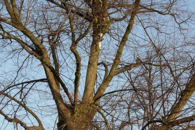 deze linden boom bestaat uit 3 hoofdtakken en is een beschermd monument in tilburg. de boom is ruim 20 jaar gelden zeer zwaar geknot