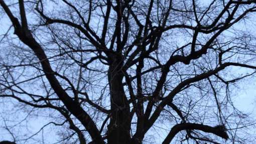 onderhouds snoei van 100 jarige lindeboom uitsnoeien waterlot schuerende takken verwijderen dood hout met klimtouwen en afhangen
