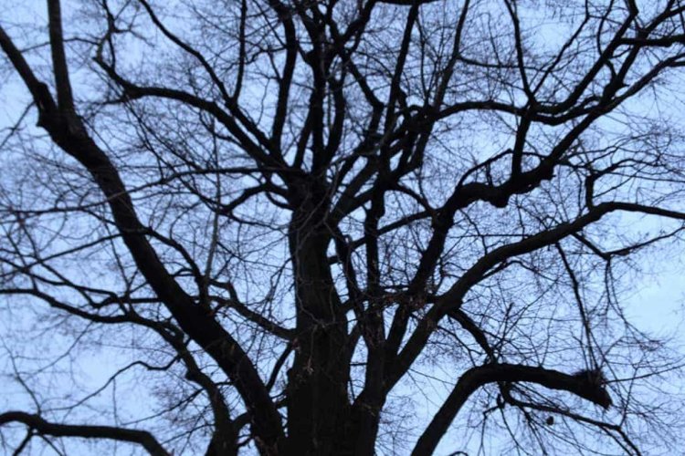 images/snoeien van een lindeboom in de moer loon op zand waalwijk-750x500-5d1