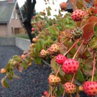 images/valderen/Tuin aanleg Tilburg 007-200x200-92c