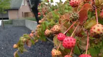 images/valderen/Tuin aanleg Tilburg 007-210x118-26a