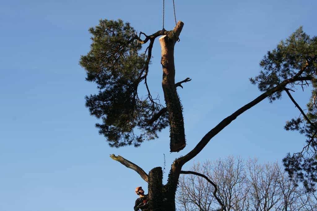 -gemeentes/bomen-verwijderen-05