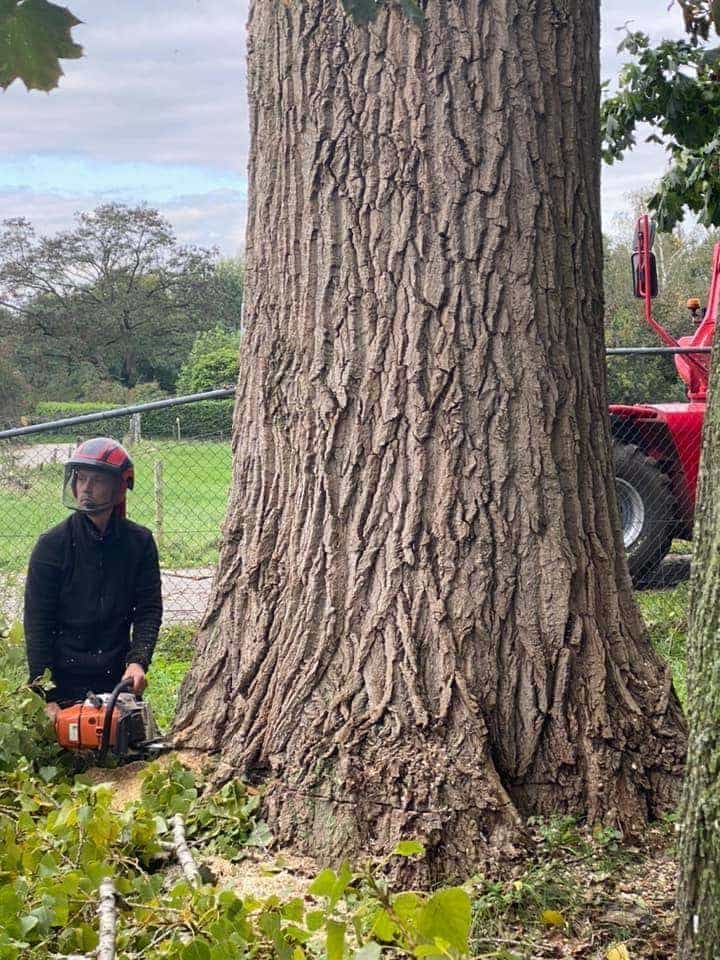 -gemeentes/bomen-verwijderen-06