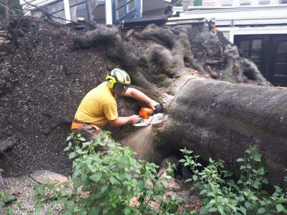 -gemeentes/bomen-verwijderen-09