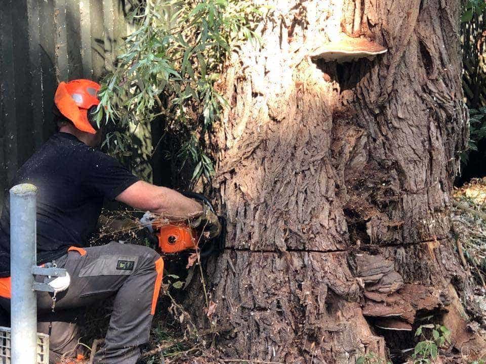 -gemeentes/bomen-verwijderen-10