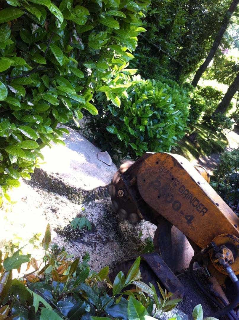 -gemeentes/bomen-verwijderen-13