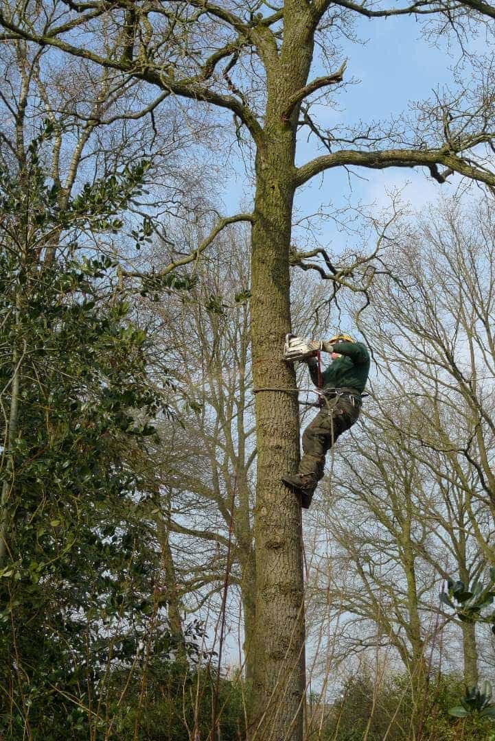 -gemeentes/bomen-verwijderen-14