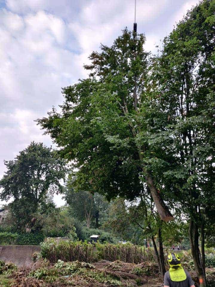 0000nieuws/2020/9-18-bomen-rooien-nieuwegein/nieuwegein-verwijderen-van-bomen-welke-hoveniers-bedrijf-kap-bomen
