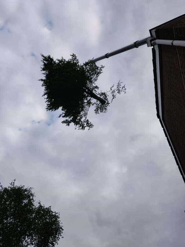 0000nieuws/2020/9-18-bomen-rooien-nieuwegein/nieuwegein-verwijderen-van-bomen-welke-hoveniers-bedrijf-kap-bomen1