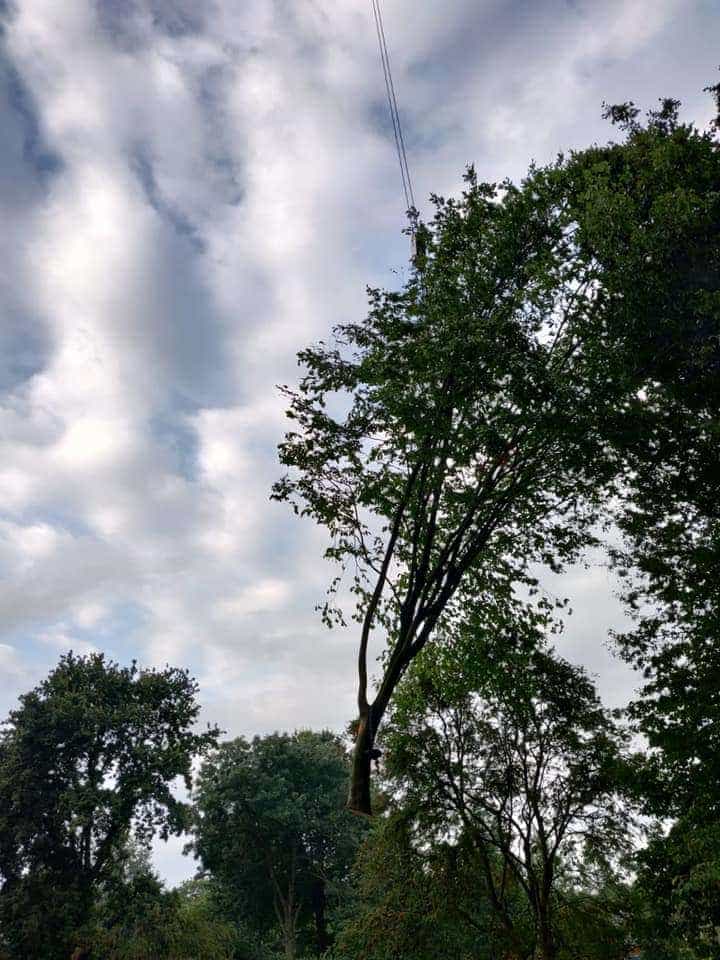 0000nieuws/2020/9-18-bomen-rooien-nieuwegein/nieuwegein-verwijderen-van-bomen-welke-hoveniers-bedrijf-kap-bomen2