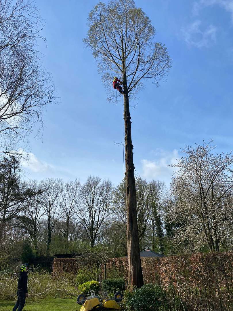 0000nieuws/2022/boomverwijderen-wierden/verwijderen-bomen-wierden-hoveniersbedrijf-eerbeek