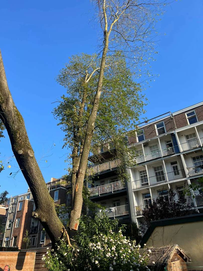 0000nieuws/2023/12-strom-boom-amsterdam/omgevallen-strom-boom-kapen-amsterdam-storm-polly.-hoveniers-bedrijf