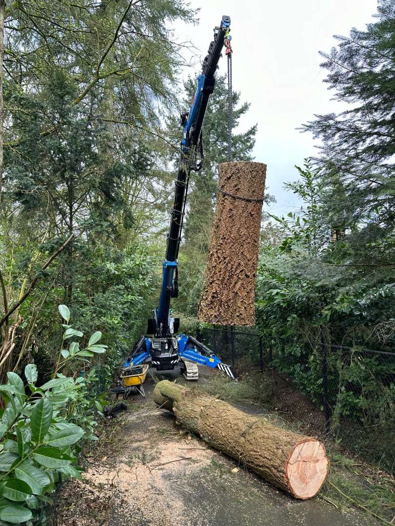 0000nieuws/2024/knegsel/verwijderen-bomen-eindhoven-stronken-weg-frezen-opruimen-bomen-in-achtertuin