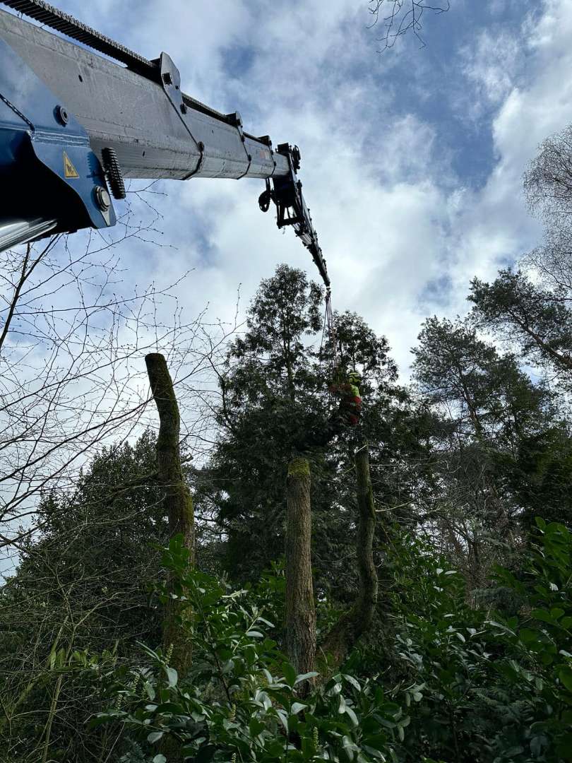 0000nieuws/2024/knegsel/verwijderen-bomen-eindhoven-stronken-weg-frezen-opruimen-bomen-in-achtertuin1