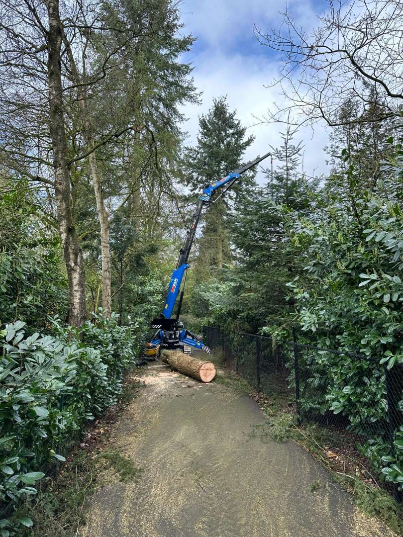 0000nieuws/2024/knegsel/verwijderen-bomen-eindhoven-stronken-weg-frezen-opruimen-bomen-in-achtertuin2