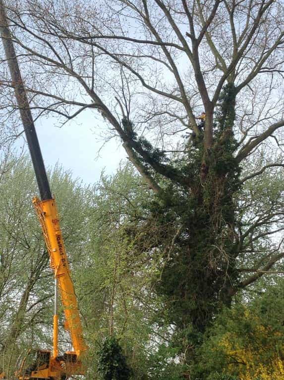 001a-breda/bomen-toppen-den-haag.JPG