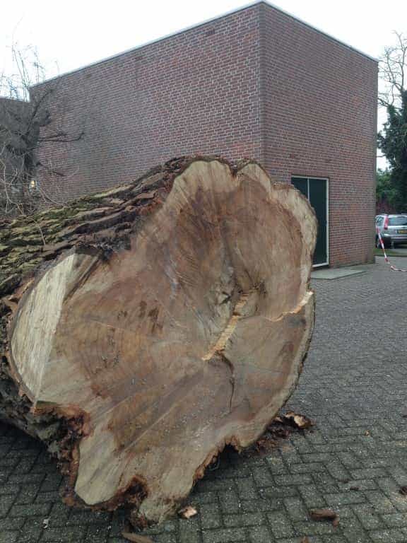 001almere/Boom-verwijderen-bomen-rooien-Zwanenburg-Haarlem-Amsterdam-016.JPG