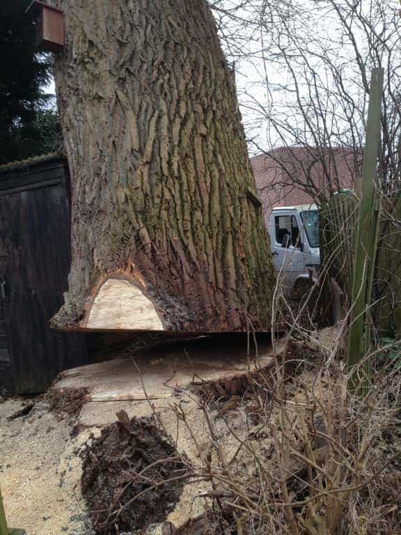001almere/bomen-rooien-vellen-Tilburg.JPG