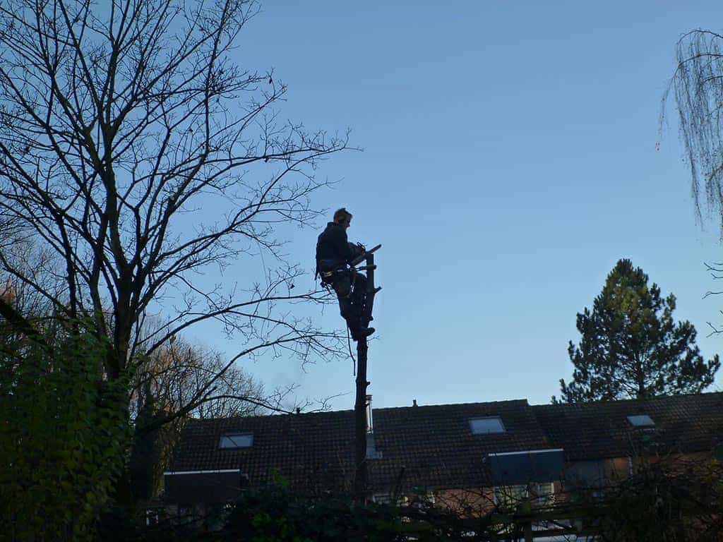 003dongen/het rooien van een berkenboom in waalwijk.JPG
