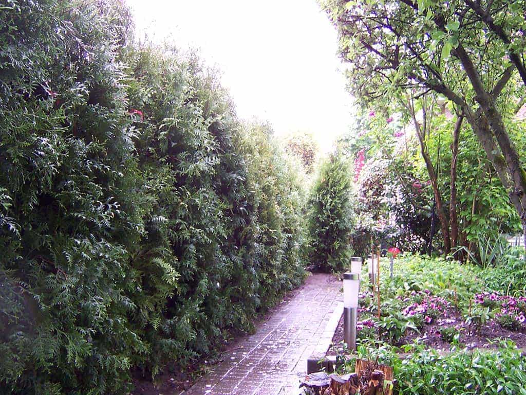 003dongen/vervangen coniferen haag.JPG