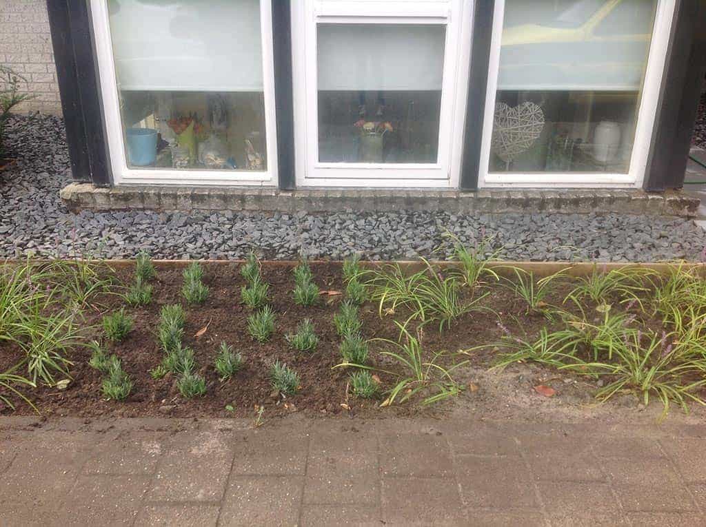 004regenwulp/kleine strakke voortuin in breda