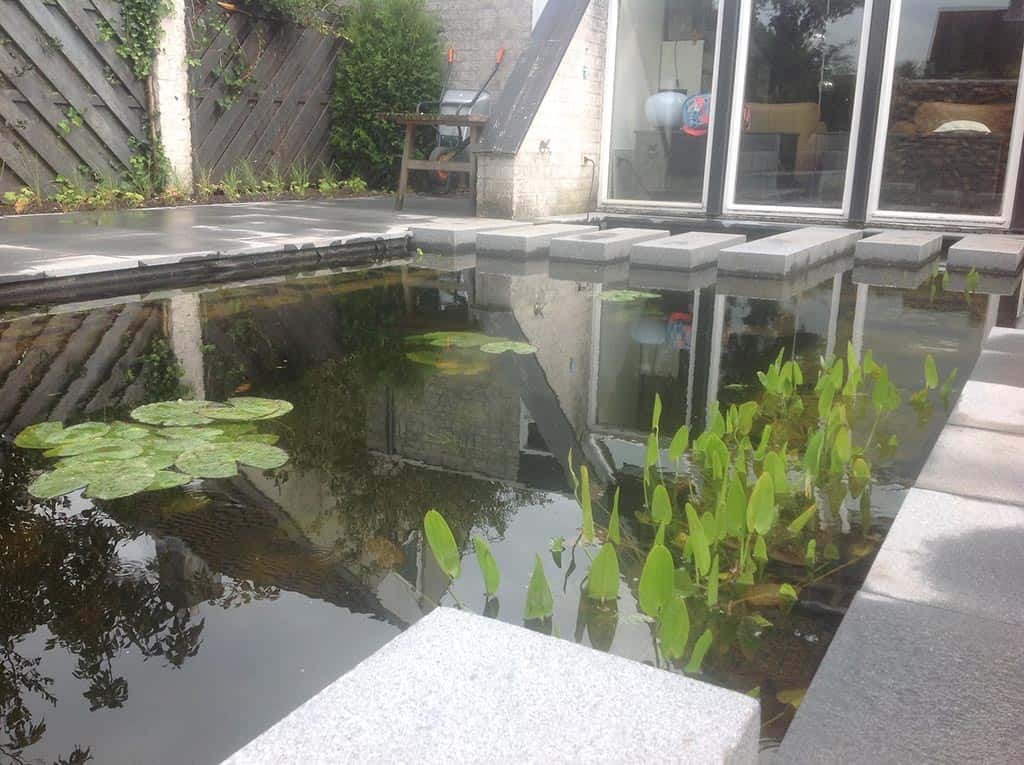 004regenwulp/strakke vijver in breda