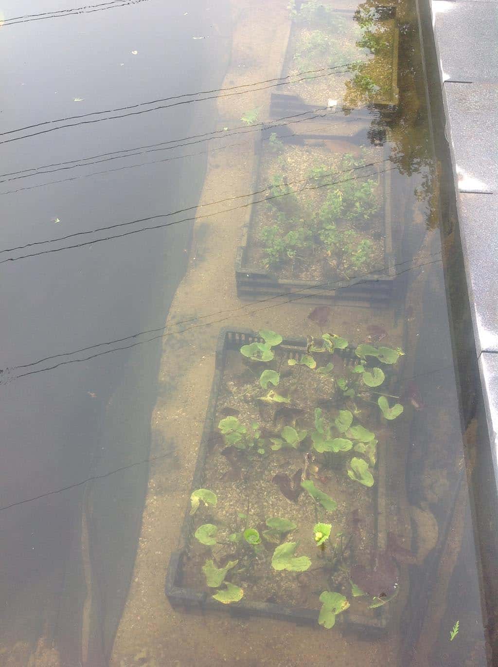 004regenwulp/waterplanten in bakken welke waterplanten passen in een strakke vijver