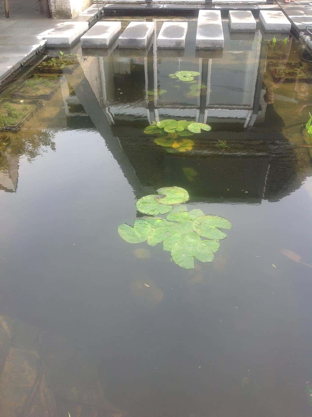 004regenwulp/witte waterlelie in een heldere vijver in breda