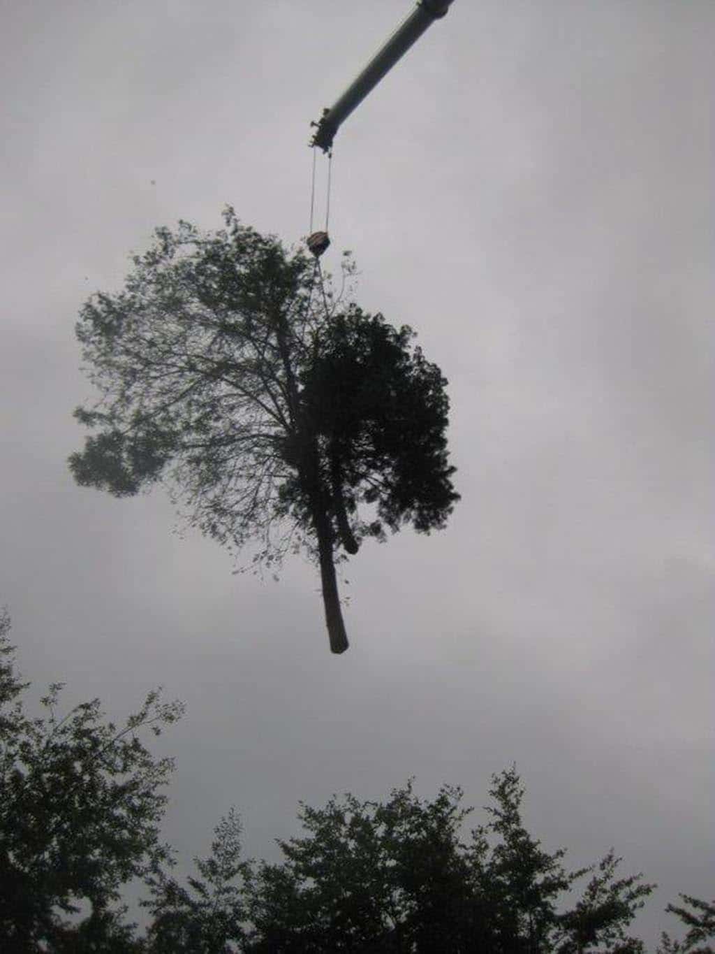 005 bomen rooien schindel/bomen rooien in geldrop 6(1)