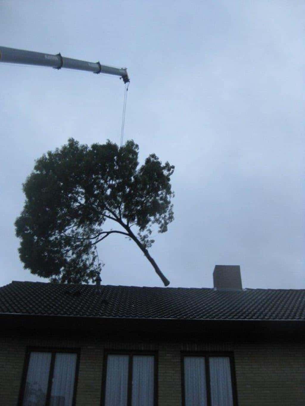 005 bomen rooien schindel/bomen rooien waalwijk 7