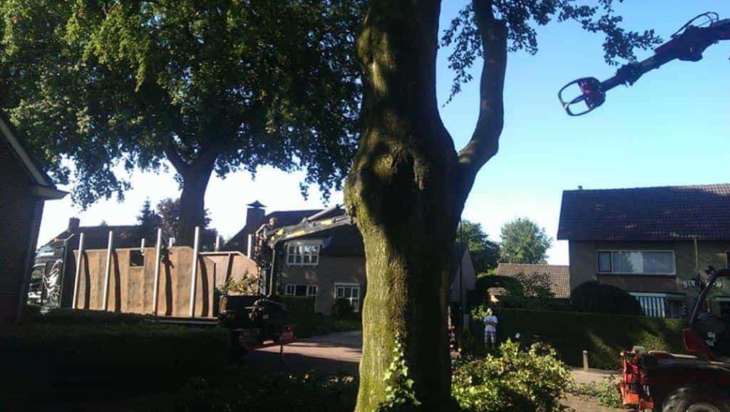 005 bomen rooien schindel/dikke bomen rooien Dordrecht