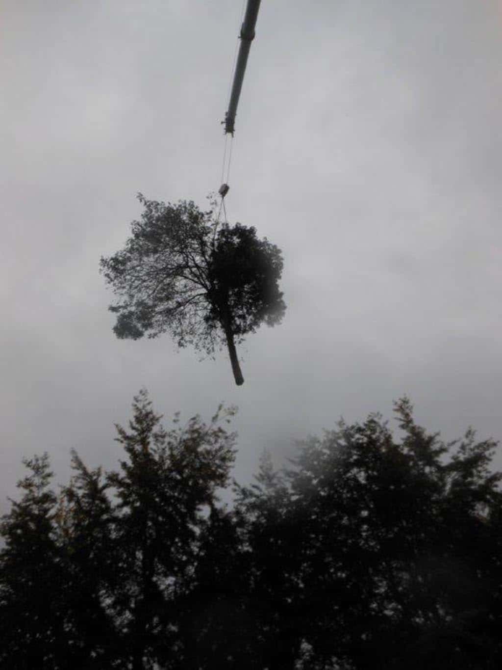 005 bomen rooien schindel/kosten bomen kappen tilburg 9