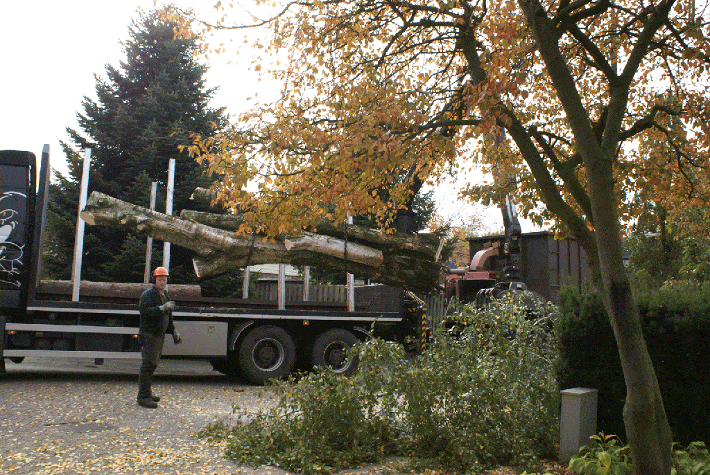006 berkenboom kappen/bomen rooien bomen kappen bomen snoeien in etteleur.gif
