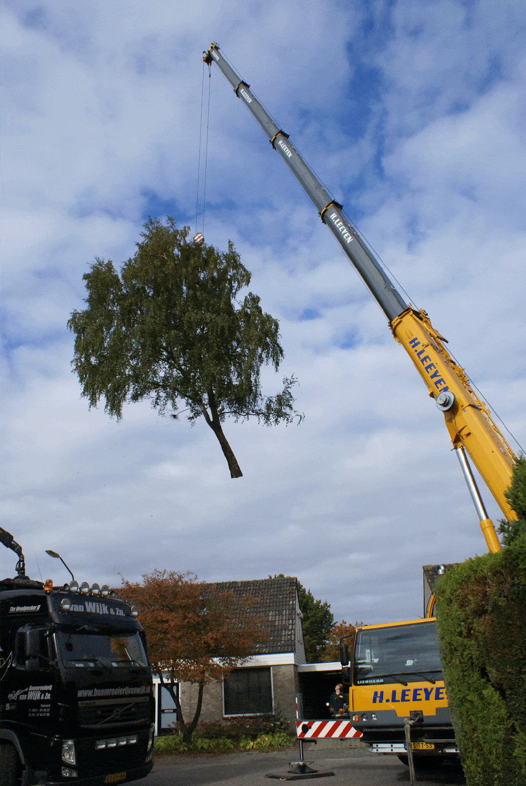 006 berkenboom kappen/bomen rooien bomen kappen bomen snoeien.gif