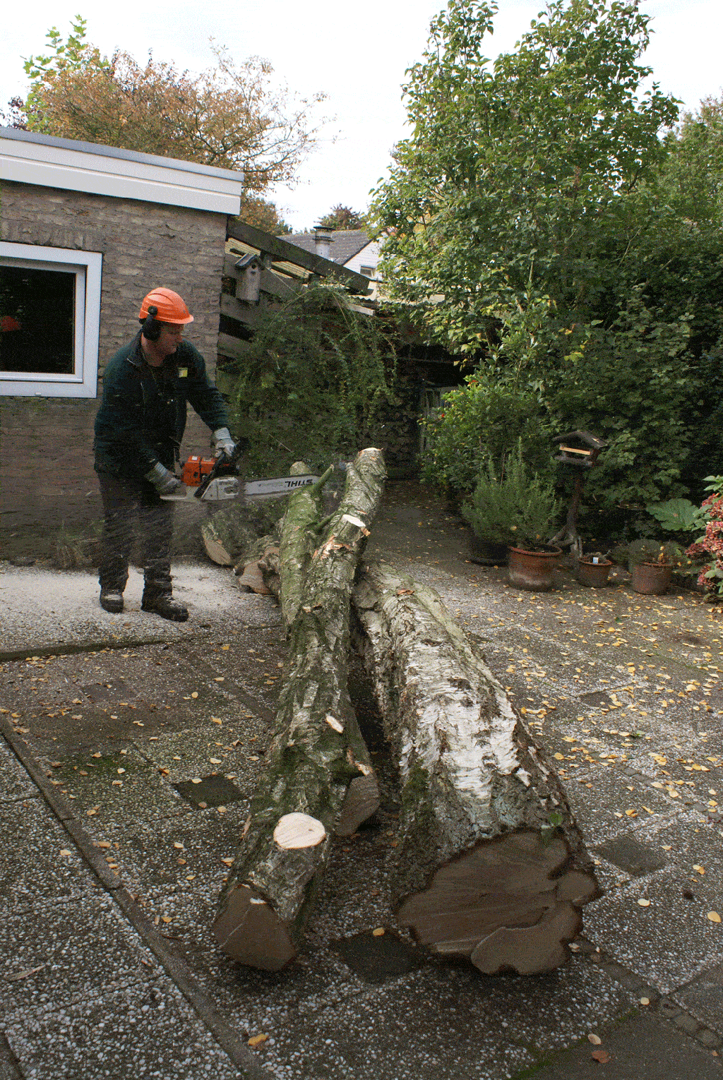 006 berkenboom kappen/bomen rooien bomen kappen bomen vellen bomen snoeien in breda.gif
